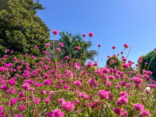 'Fireworks' gomphrena globosa (Globe Amaranth) is a tough, low-maintenance plant with long-lasting, intense hot iridescent pink flowers tipped with bright yellow on very long stems. The Huntington.